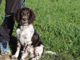 Savoie Dog'Educ