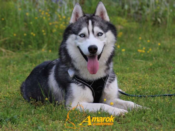 Amarok Académie