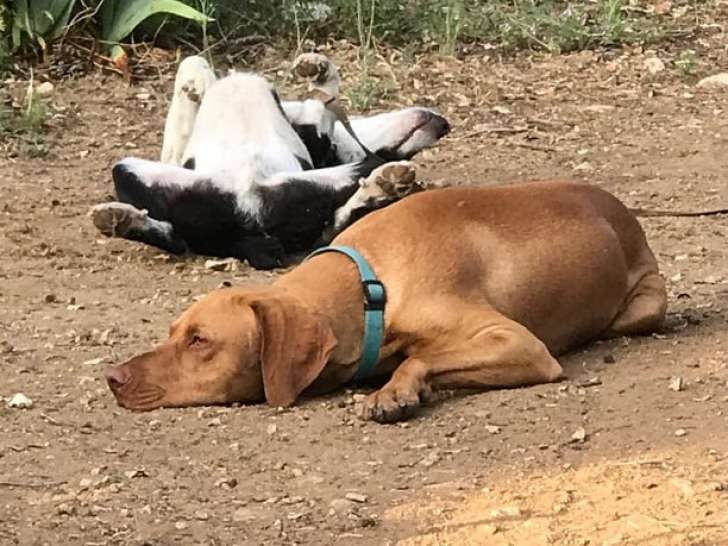 Chien du 84