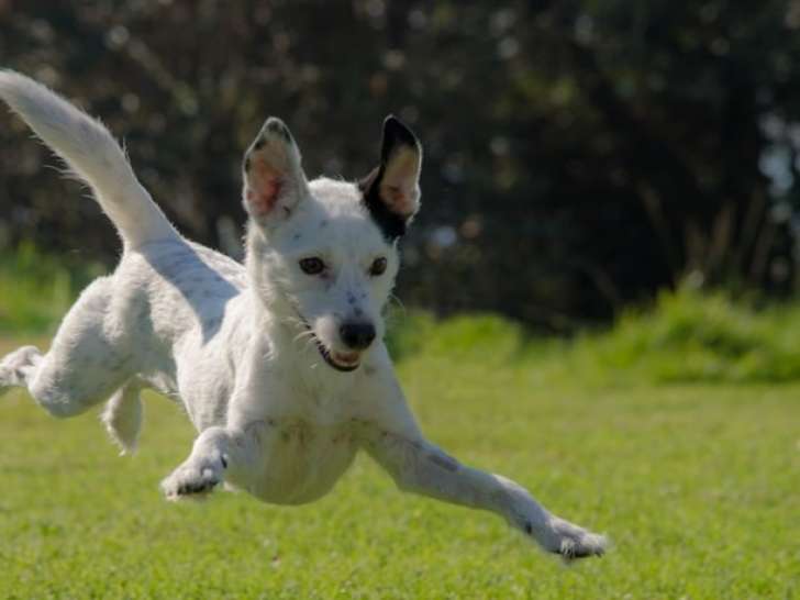 Chien du 84