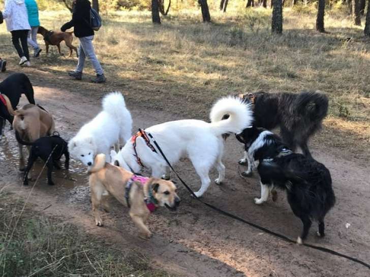 Chien du 84