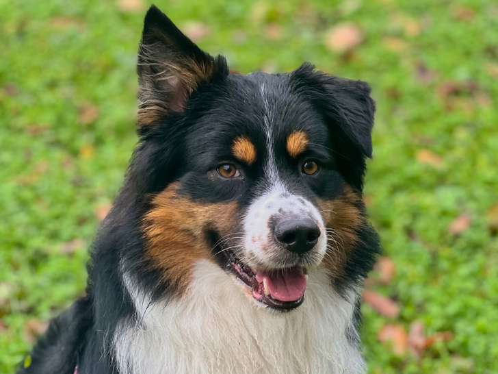 Snow, un chien que j'ai eu le plaisir de promener régulièrement pendant plusieurs mois ????