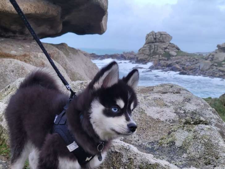Pomsky des Abers