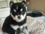 Pomsky des Abers