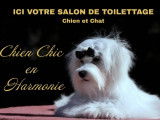 Chien Chic en Harmonie