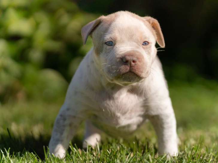 Karibbean Bully Kennel