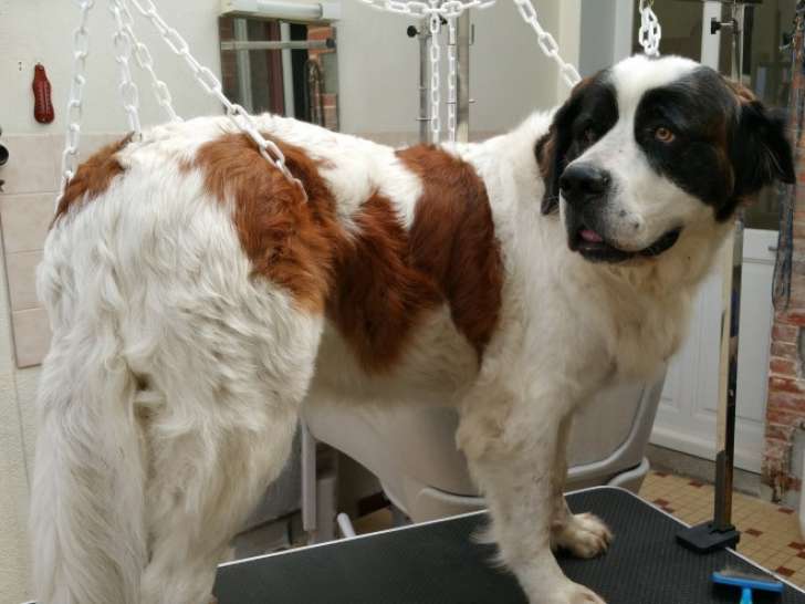 Dog and Co'ach