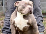 Ninho – American Bully - Reproducteur