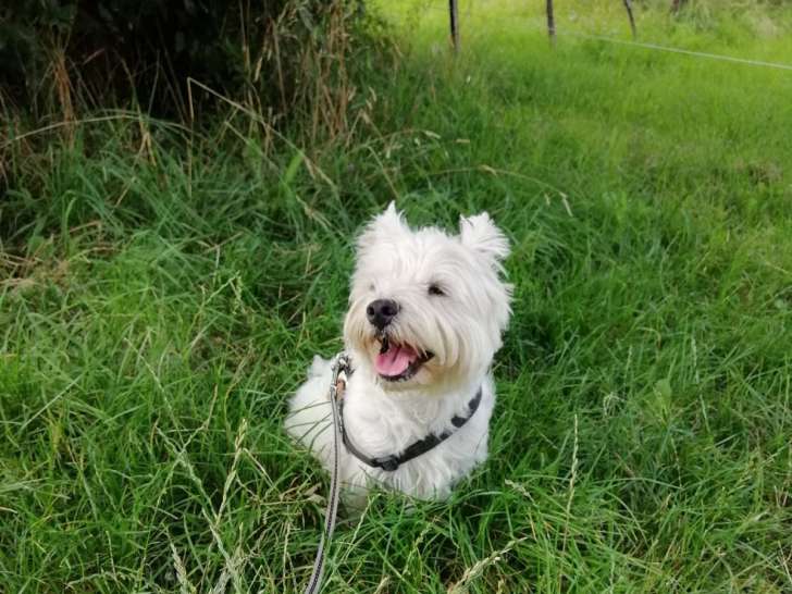 Cabot In Joy