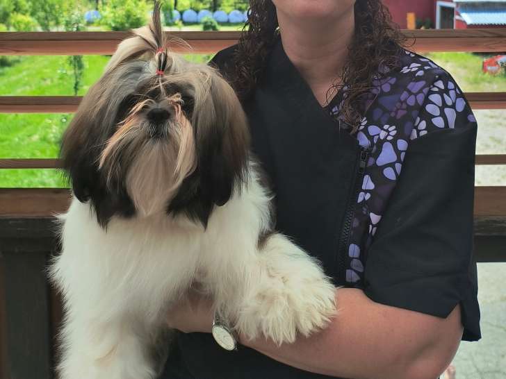 Shih-Tzu des Appalaches