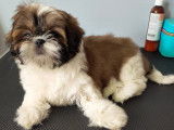 Shih-Tzu des Appalaches