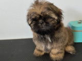Shih-Tzu des Appalaches