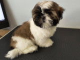Shih-Tzu des Appalaches