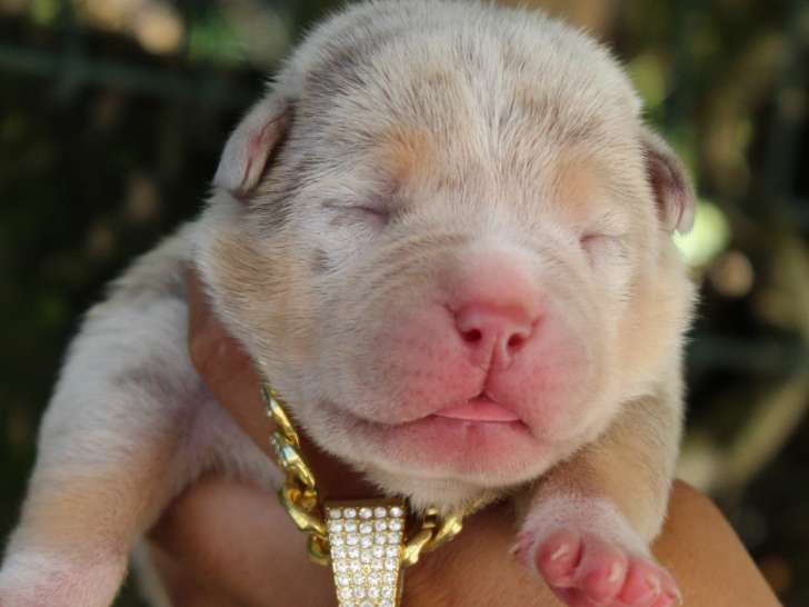 Un magnifique chiot Tricolore Lilac Merle de la protée à Layone et Future.