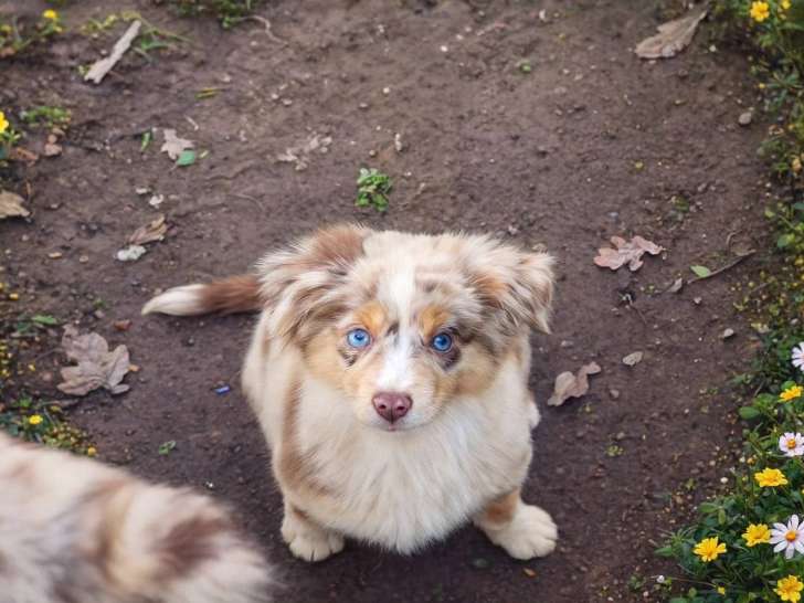 Berger des Petits Saphirs