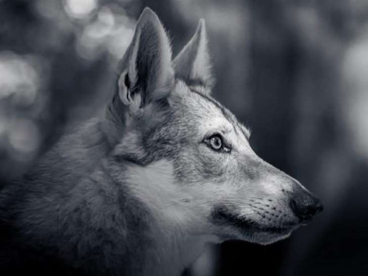 The Mystic Wolf’s Dreams