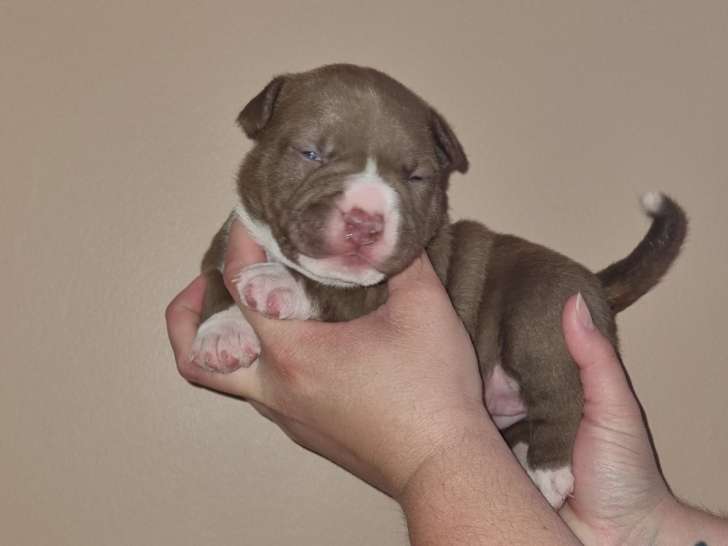 Mel's Bully Love