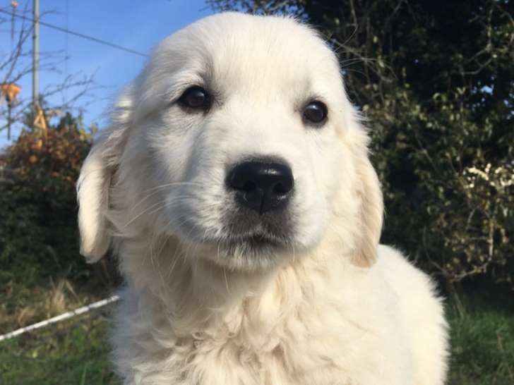 Blue Eyes