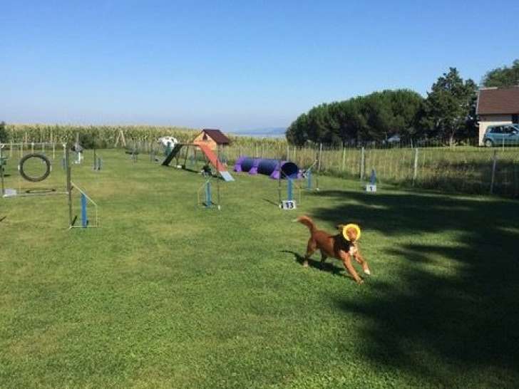 Dog Motivation