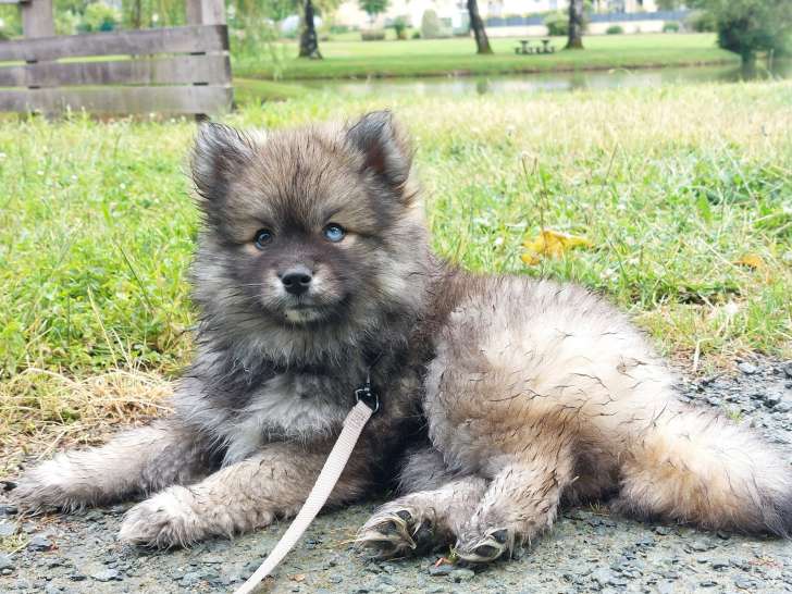 Les Pomsky de Naoned