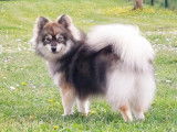 Les Pomsky de Naoned