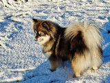 Les Pomsky de Naoned