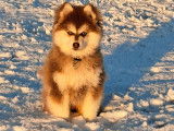 Les Pomsky de Naoned