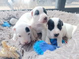 Jack Russel Family