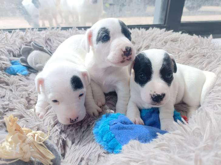 Jack Russel Family