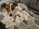 Jack Russel Family