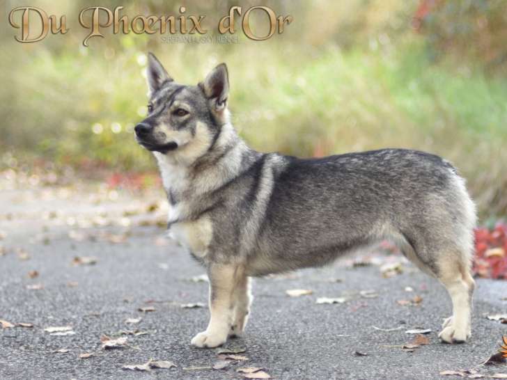 Du Phoenix d'Or