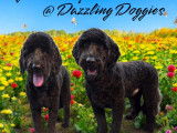 Dazzling Doggies