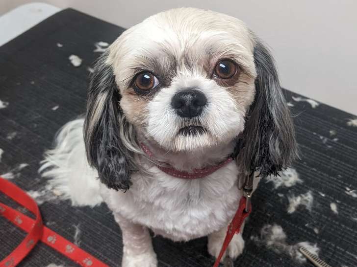 Sarah's Bark and Bath