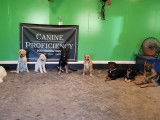 Canine Proficiency Center