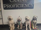 Canine Proficiency Center