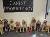 Canine Proficiency Center