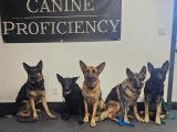 Canine Proficiency Center