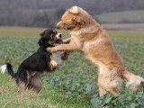 Speak the Truffe