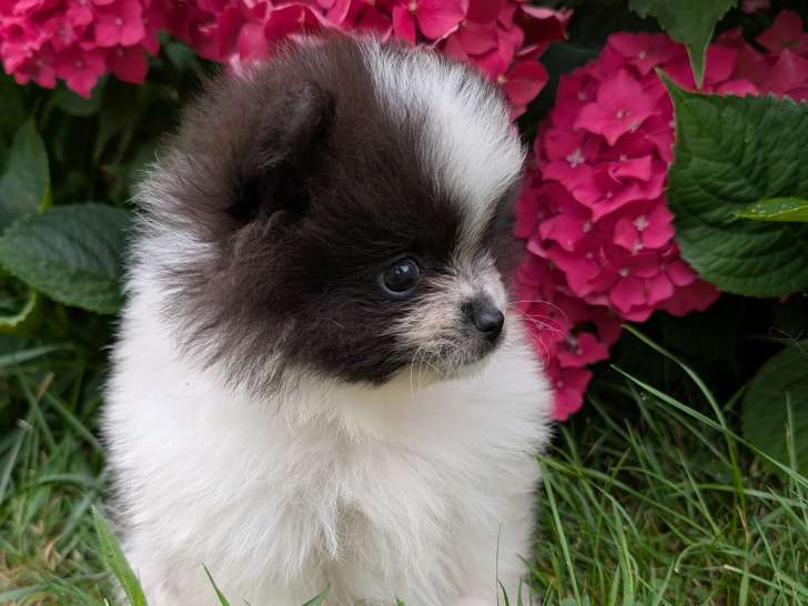 Élevage Spitz allemand nain petit pomeranian territoire de Belfort Alsace Haut-Rhin Suisse