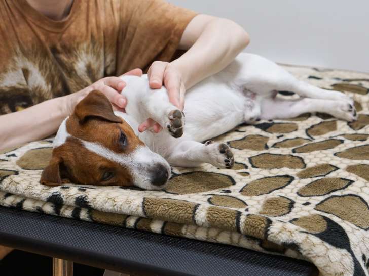 Centre d'ostéopathie animale de la Riviera