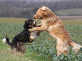 Speak the Truffe