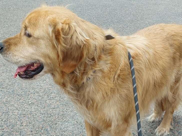 My Doggy Walk