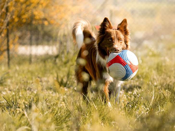 Woof Evasion