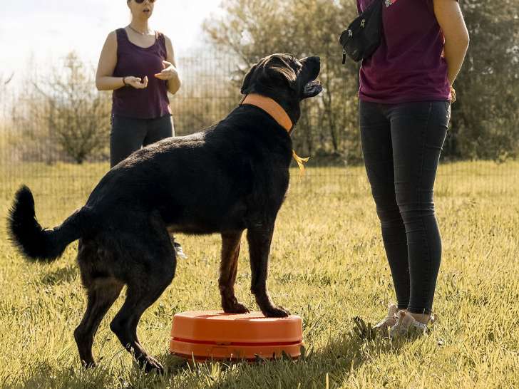 Woof Evasion