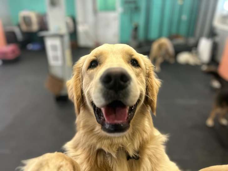 The Canine Clubhouse