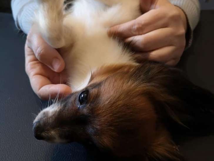 Ostéo pour Animo