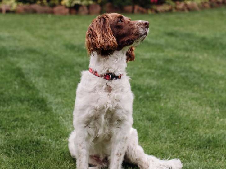 Bdw Petcare