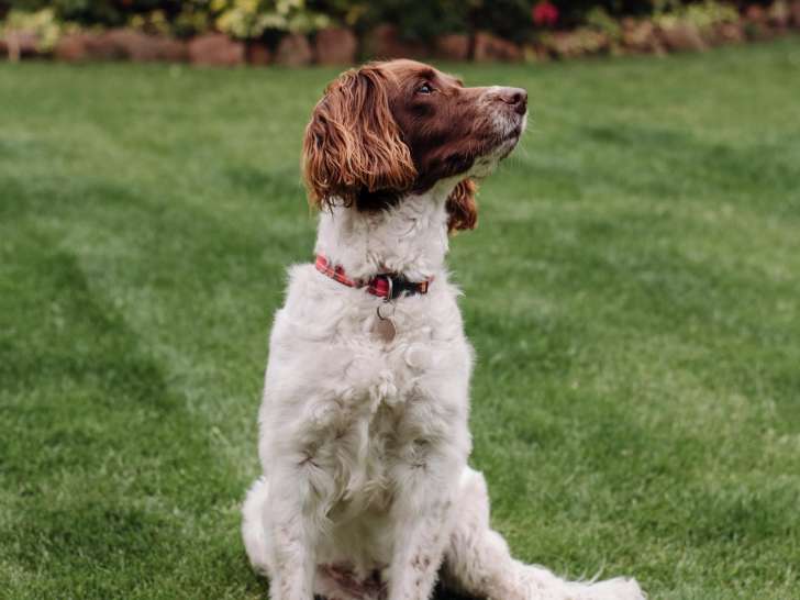 Bdw Petcare