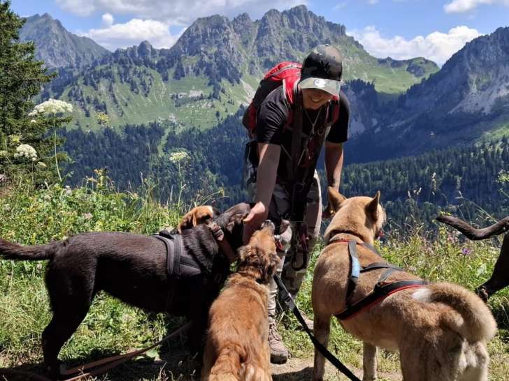 SittDog Services