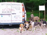 SittDog Services
